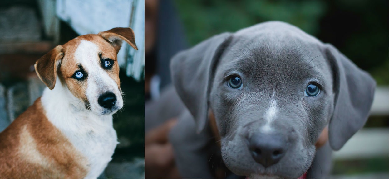 puppies with blue eyes