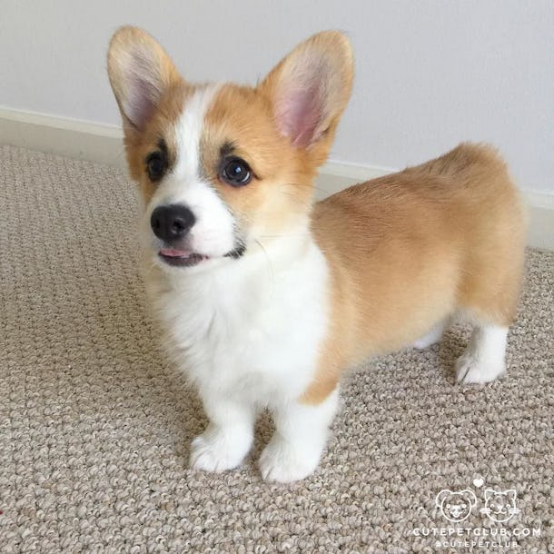 11 Pictures Of Corgis That Prove They Re Literally Cooler Than All Of Us 11 Pictures Of Corgis That Prove They Re Literally Cooler Than All Of Us