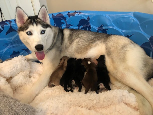 13 Pictures Of Husky Puppies That Are Outrageously Sweet We Can T Even 13 Pictures Of Husky Puppies That Are Outrageously Sweet We Can T Even