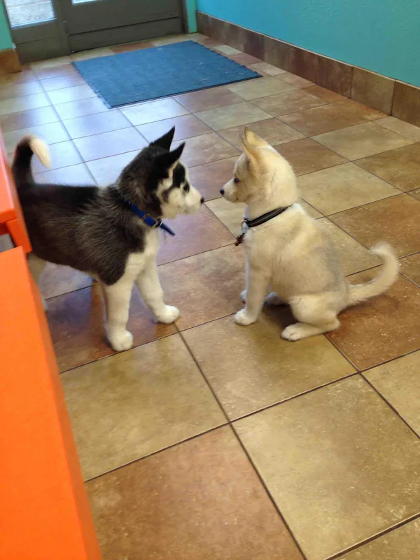13 Pictures Of Husky Puppies That Are Outrageously Sweet We Can T Even