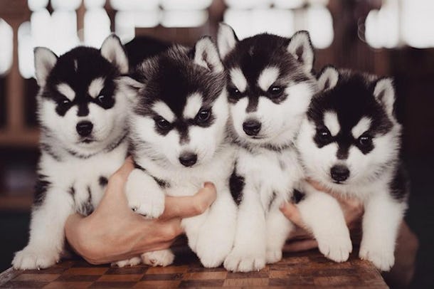 13 Pictures Of Husky Puppies That Are Outrageously Sweet We Can T Even