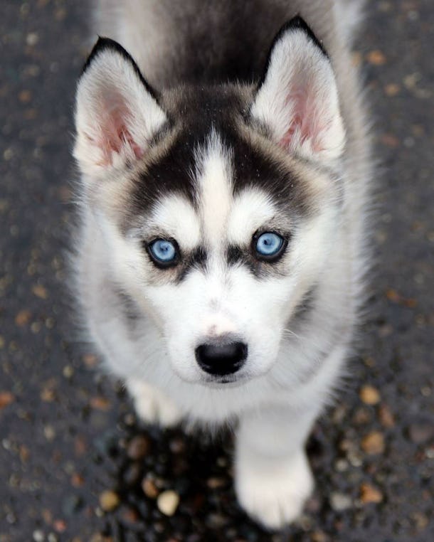 13 Pictures Of Husky Puppies That Are Outrageously Sweet We Can T Even