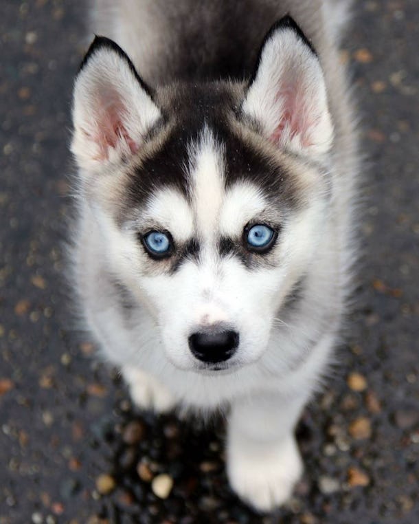13 Pictures Of Husky Puppies That Are Outrageously Sweet We Can T Even 13 Pictures Of Husky Puppies That Are Outrageously Sweet We Can T Even
