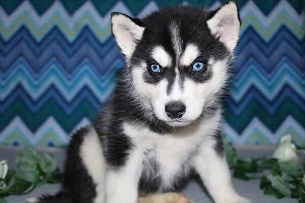 13 Pictures Of Husky Puppies That Are Outrageously Sweet We Can T Even