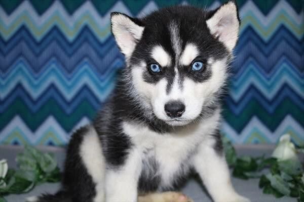 13 Pictures Of Husky Puppies That Are Outrageously Sweet We Can T Even 13 Pictures Of Husky Puppies That Are Outrageously Sweet We Can T Even