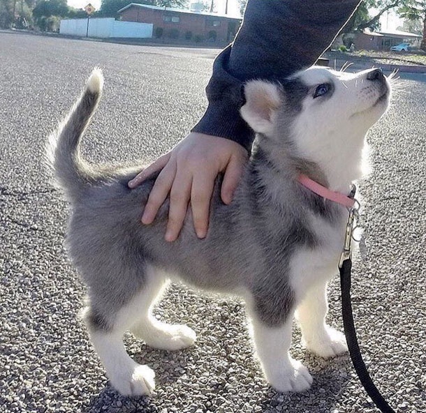 13 Pictures Of Husky Puppies That Are Outrageously Sweet We Can T Even