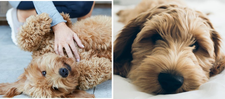 Oodles store of labradoodles