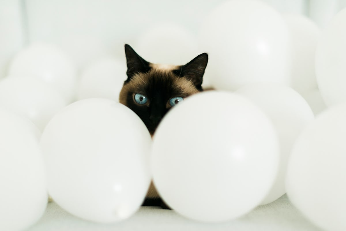 11 Pictures Of Kittens With Blue Eyes That Ll Make You Feel All The Things