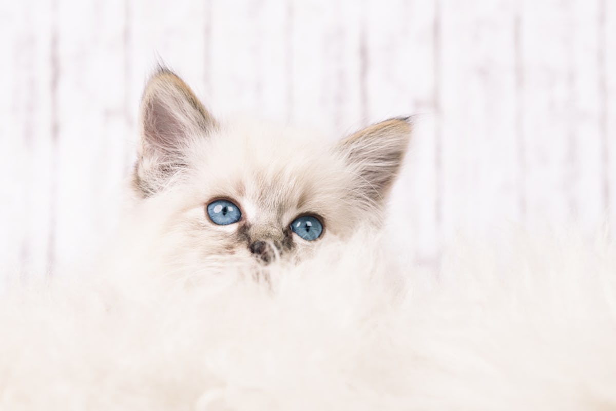 11 Pictures Of Kittens With Blue Eyes That Ll Make You Feel All The Things 11 Pictures Of Kittens With Blue Eyes That Ll Make You Feel All The Things