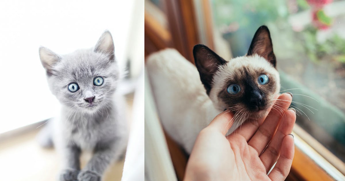 11 Pictures Of Kittens With Blue Eyes That Ll Make You Feel All The Things 11 Pictures Of Kittens With Blue Eyes That Ll Make You Feel All The Things