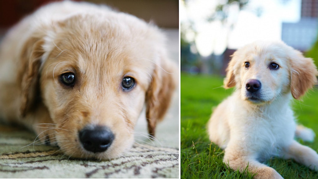 12 Pictures Of Golden Retriever Puppies To Instantly Brighten Up