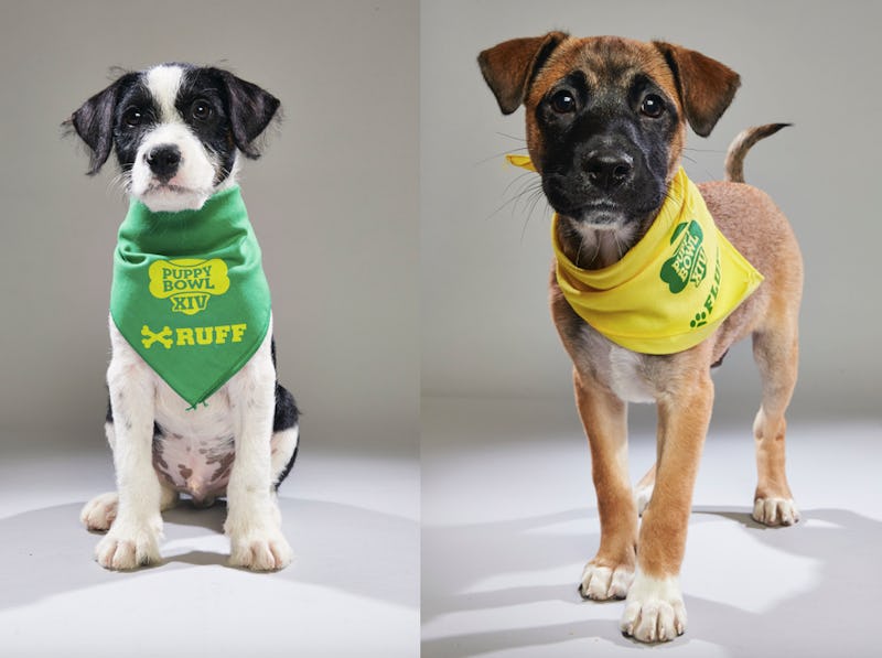 The puppy bowl 2024 2018