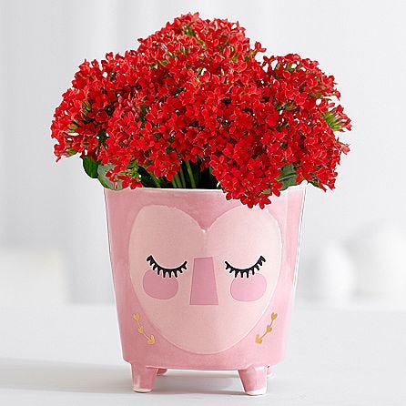 What To Buy At The ProFlowers Valentine's Day 2018 Sale To Make Your