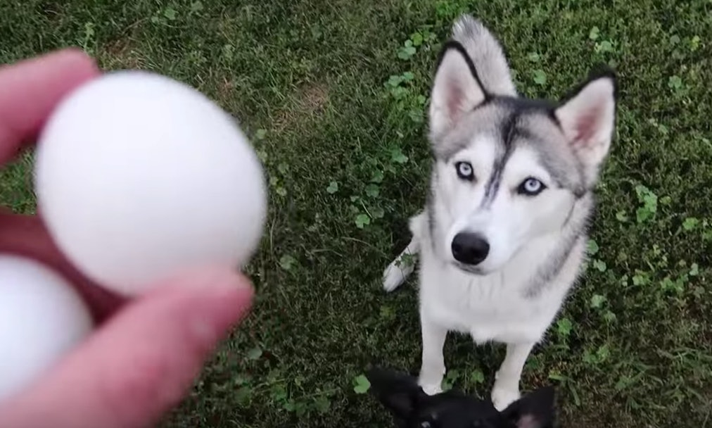 dog egg challenge fails