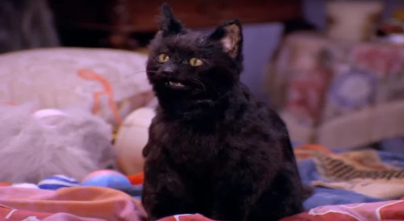 Salem From Netflix S Sabrina Reboot Has Been Revealed He S Edgier Than The 90s Cat Photo