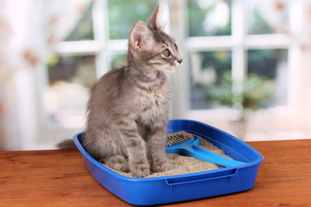 What Happens If You Clean The Litter Box While Pregnant? Here's Why You