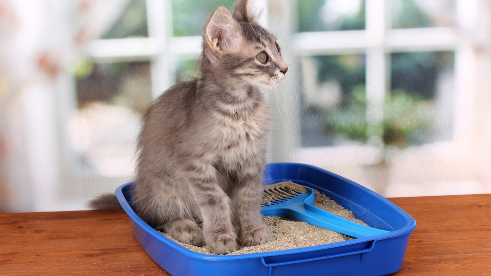What Happens If You Clean The Litter Box While Pregnant Here S Why You Ll Want To Avoid It
