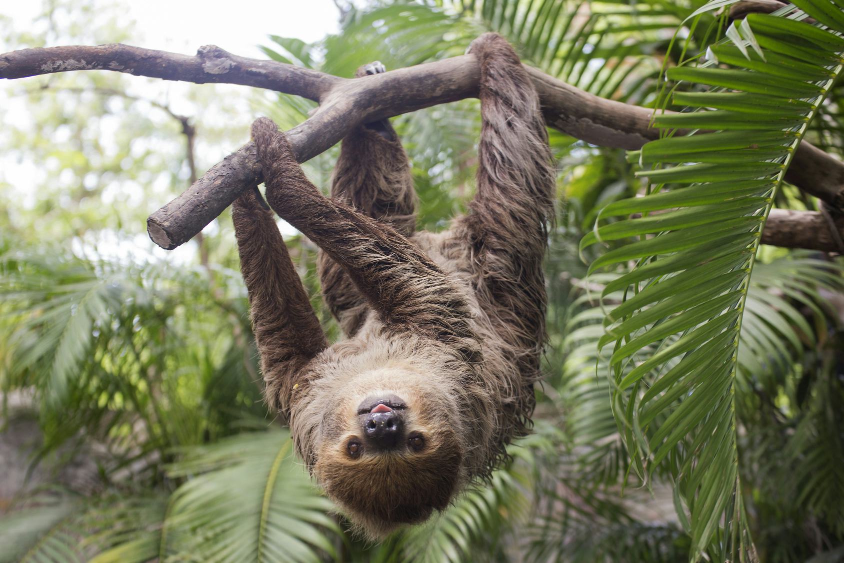 5 Life Lessons Sloths Can Teach You, So Listen Up, Silly Human
