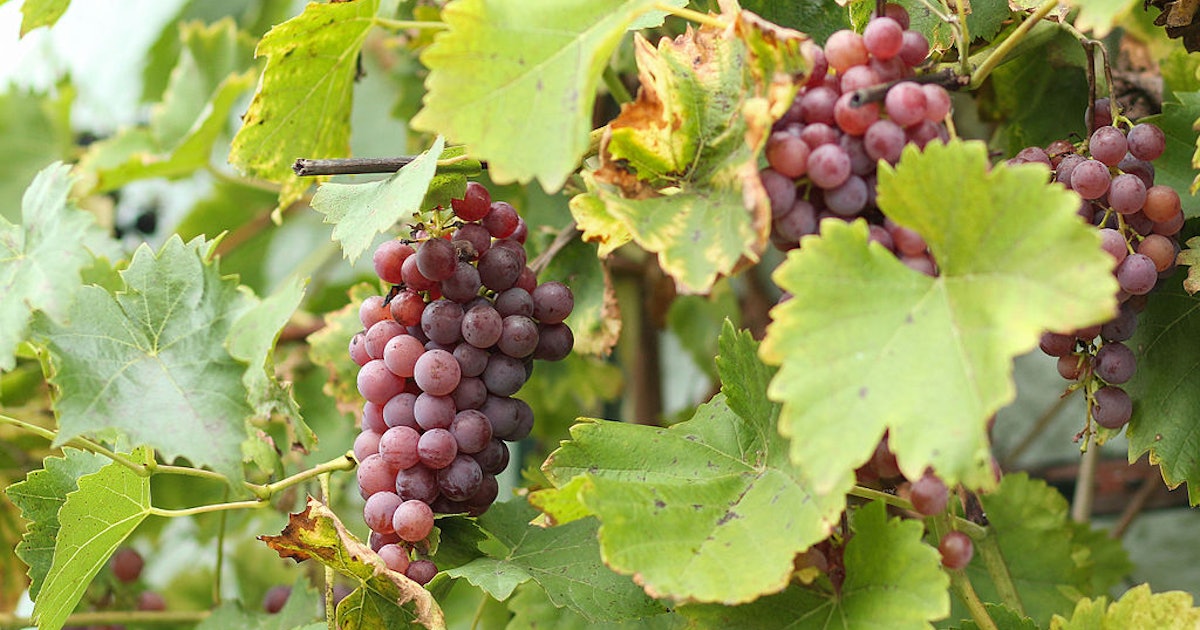 7 Wine Tasting Trips That Are Very Off The Beaten Path