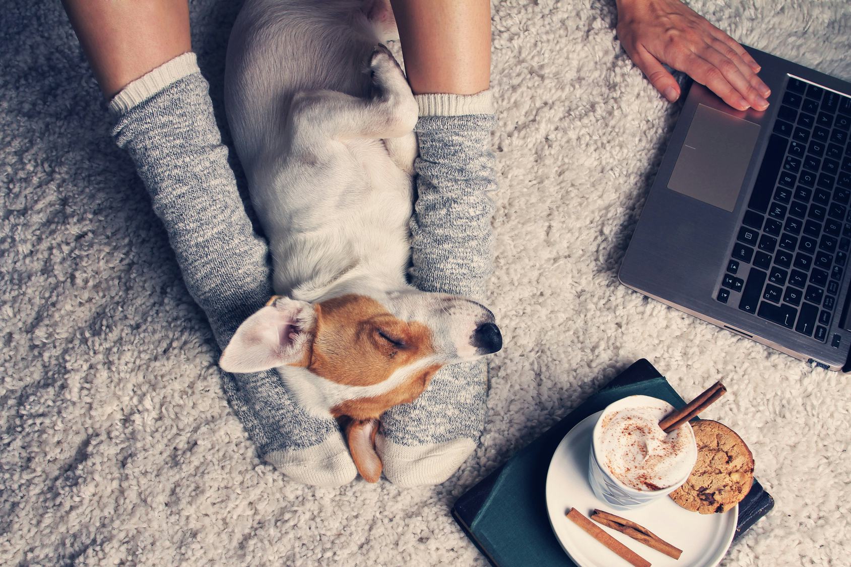 A person using a laptop and playing with feet with a jack Russell terrier on the carpet while having...