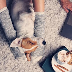 A person using a laptop and playing with feet with a jack Russell terrier on the carpet while having...