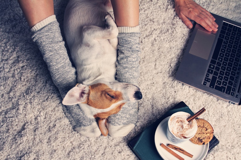 A person using a laptop and playing with feet with a jack Russell terrier on the carpet while having...