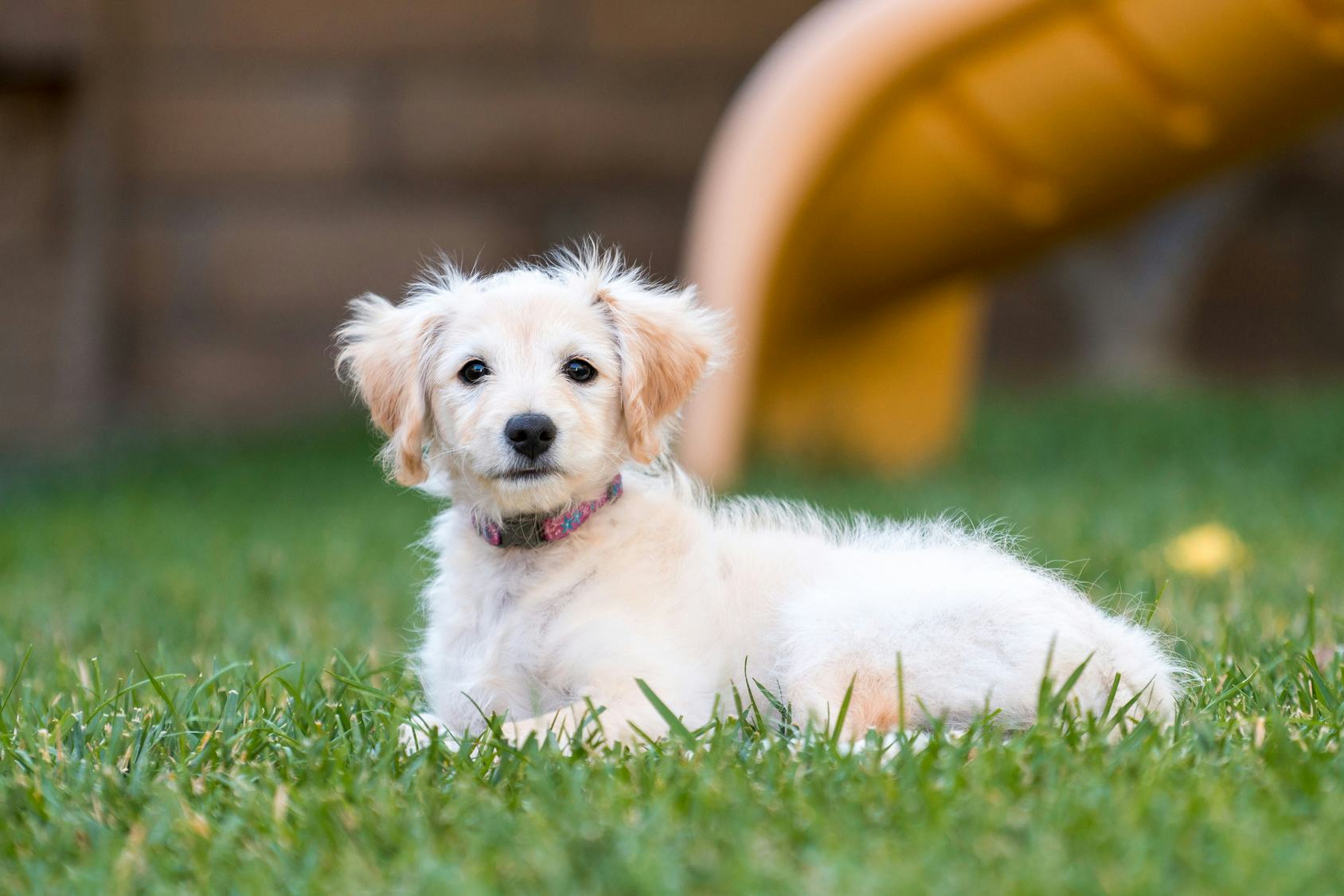 7 Small, KidFriendly Dog Breeds That'll Make Everyday Cuddle Day