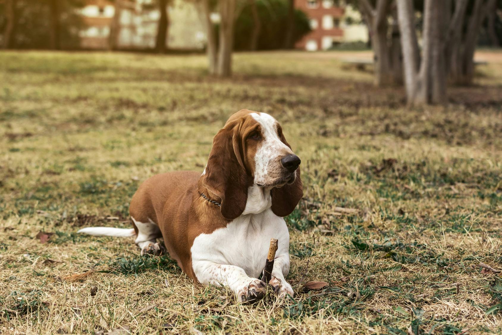 13 Best Dog Breeds For Small Apartments