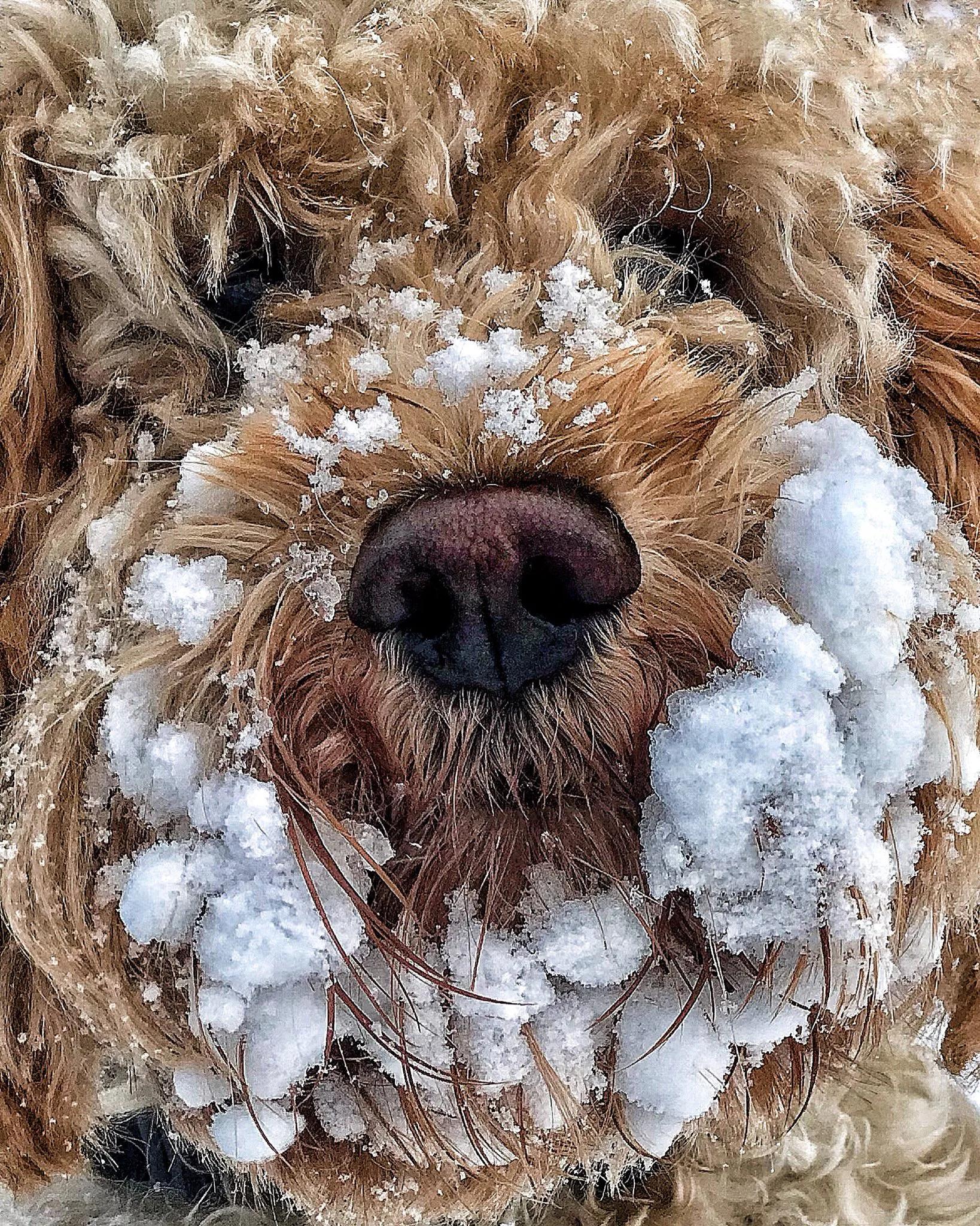 11 Dog Breeds For Creative People, No Matter Their Schedule