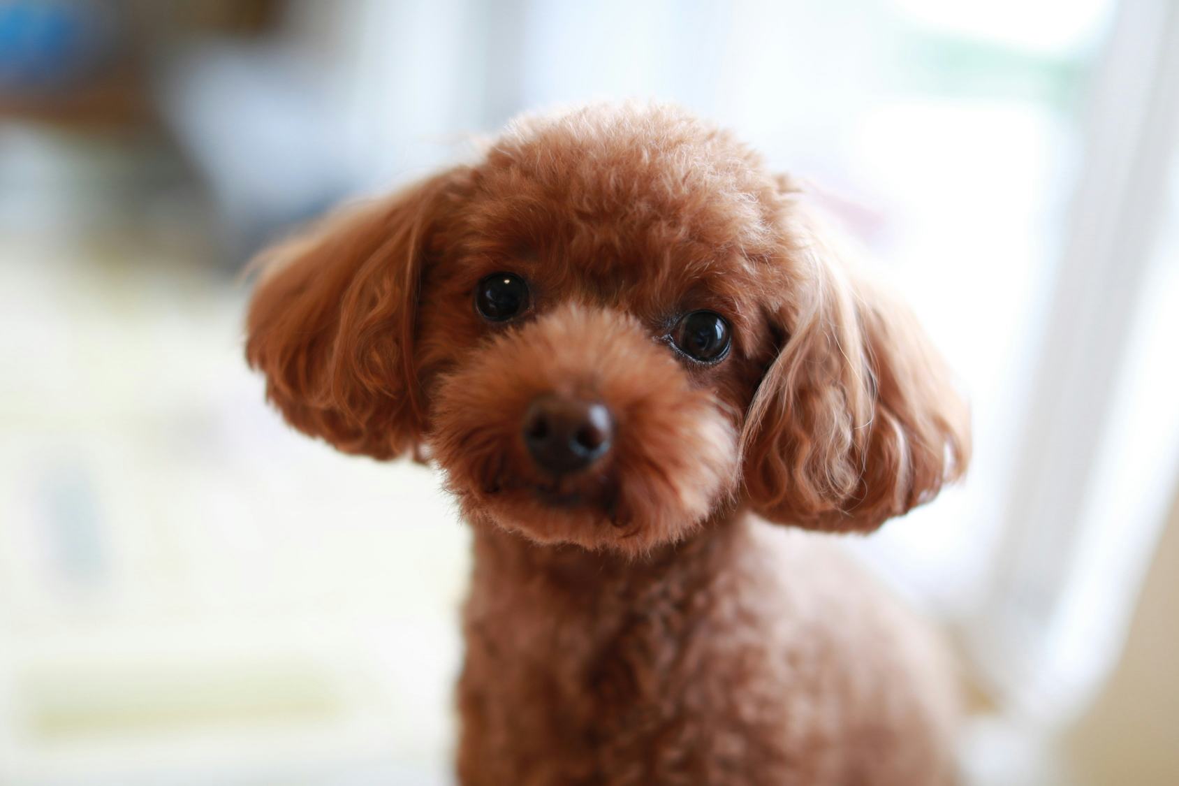 13 Best Dog Breeds For Small Apartments