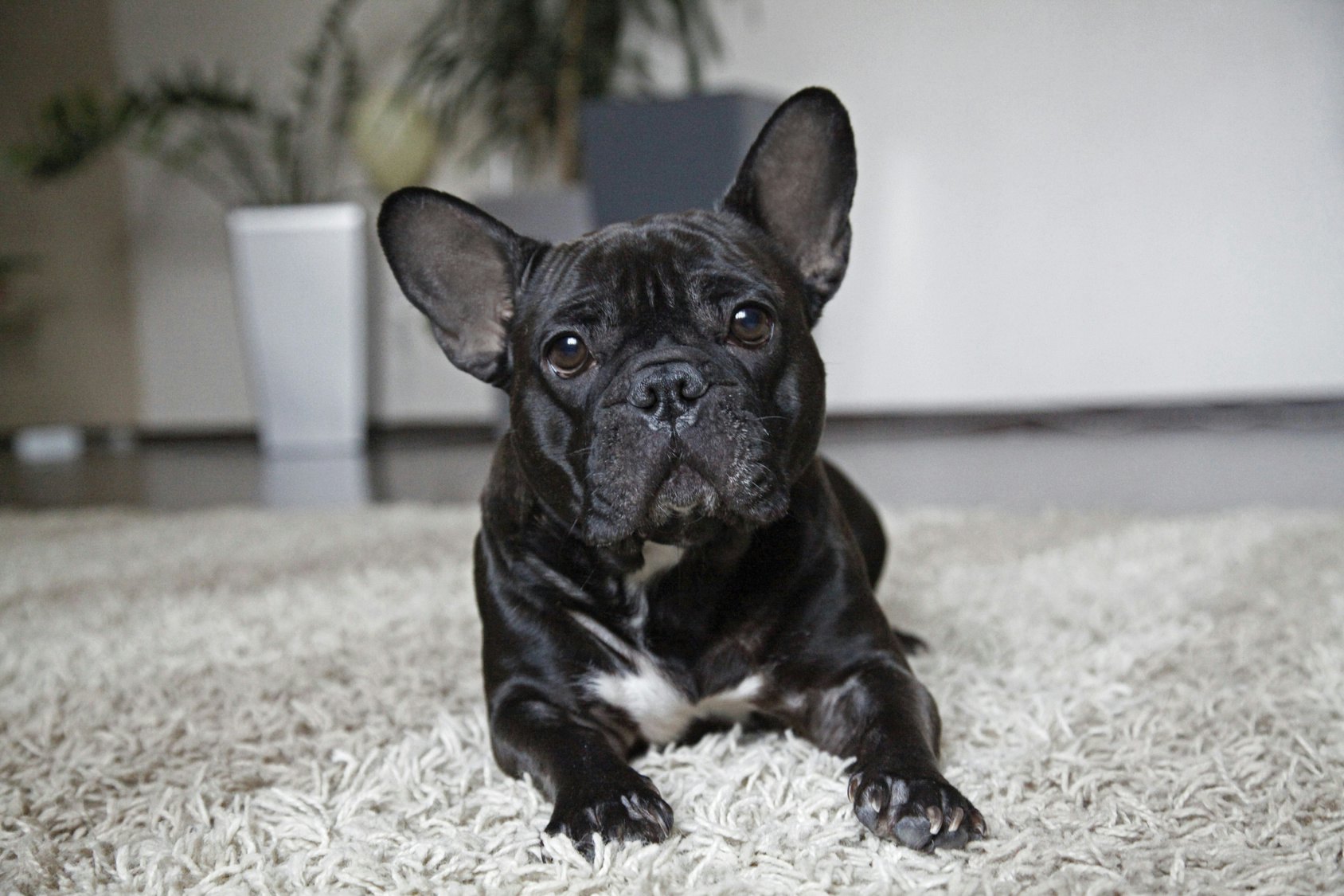 small dog breeds for apartments