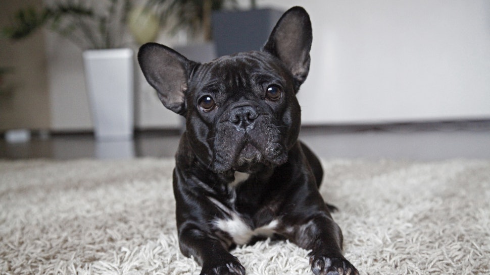 13 Best Dog Breeds For Small Apartments