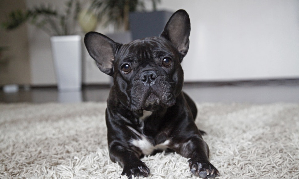 13 Best Dog Breeds For Small Apartments