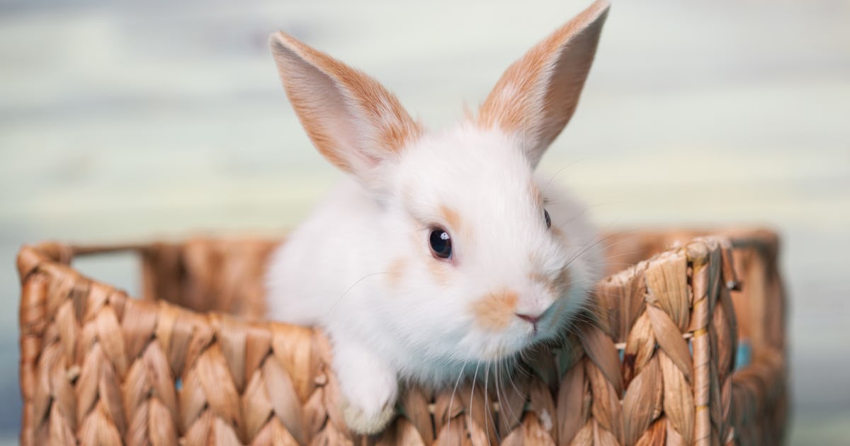 One Pet Store Won't Sell Bunnies Until After Easter & It's For Good Reason