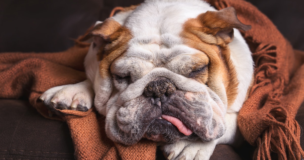 Can Dogs Get The Flu Here s When You Should Get That Sneeze Checked Out can-dogs-get-the-flu-here-s-when-you-should-get-that-sneeze-checked-out