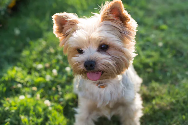 20 Best Dog Breeds For City Living