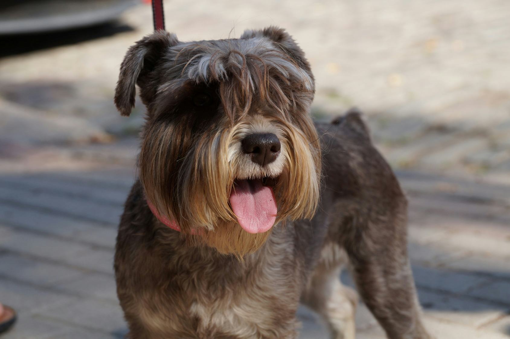 20 Best Dog Breeds For City Living
