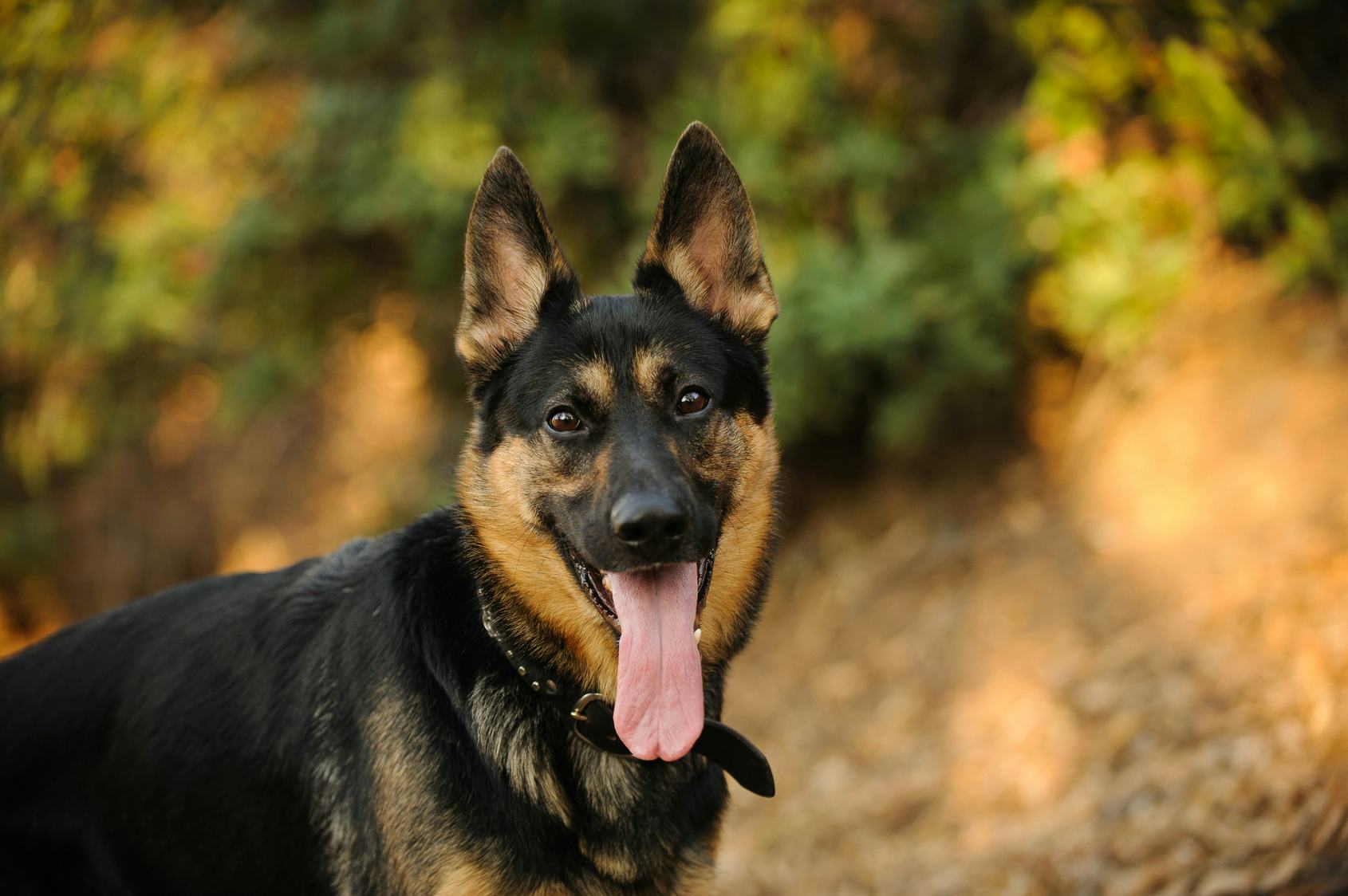 20 Best Dog Breeds For City Living