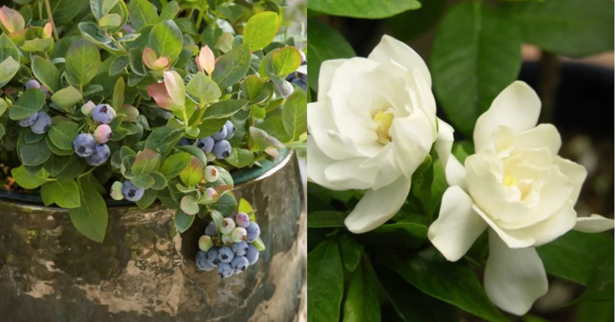 Spring Botanicals Target 13 Plants You Can Buy From Target