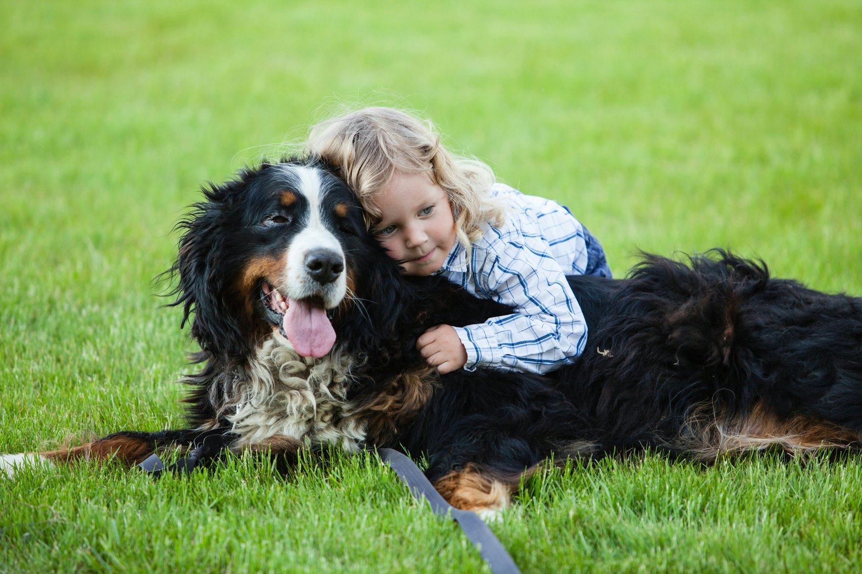 family friendly large dog breeds