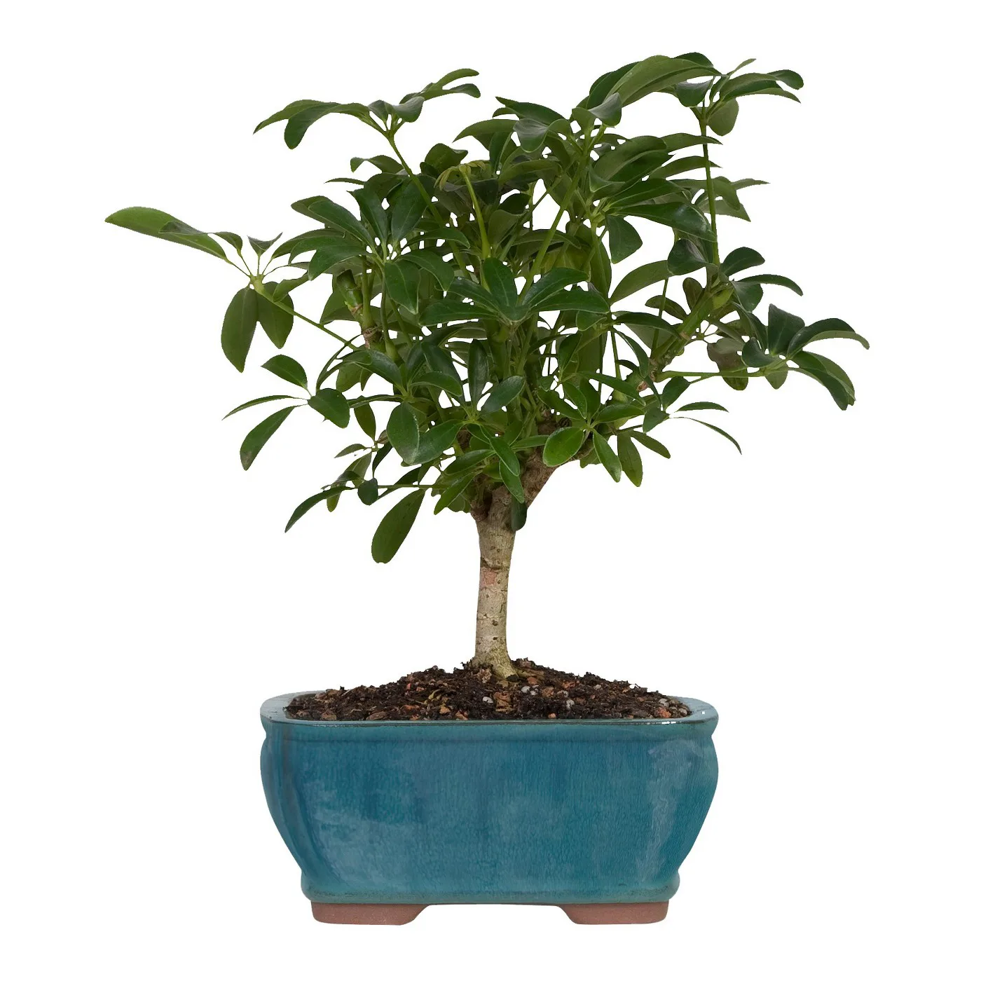 indoor plants hanging baskets Philodendron, Lemon-Lime 8