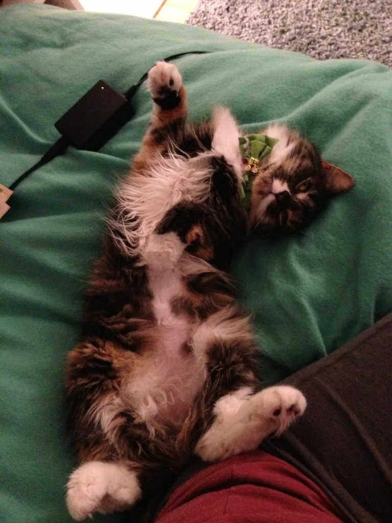 10 Pictures Of Sleeping Cats That Are Relatable AF When You're Feeling Lazy