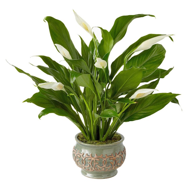 13 Plants You Can Buy From Target