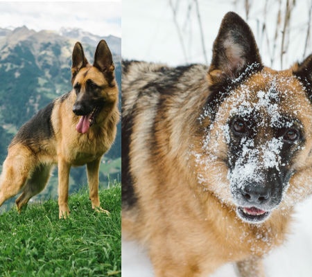 best dog companion for german shepherd