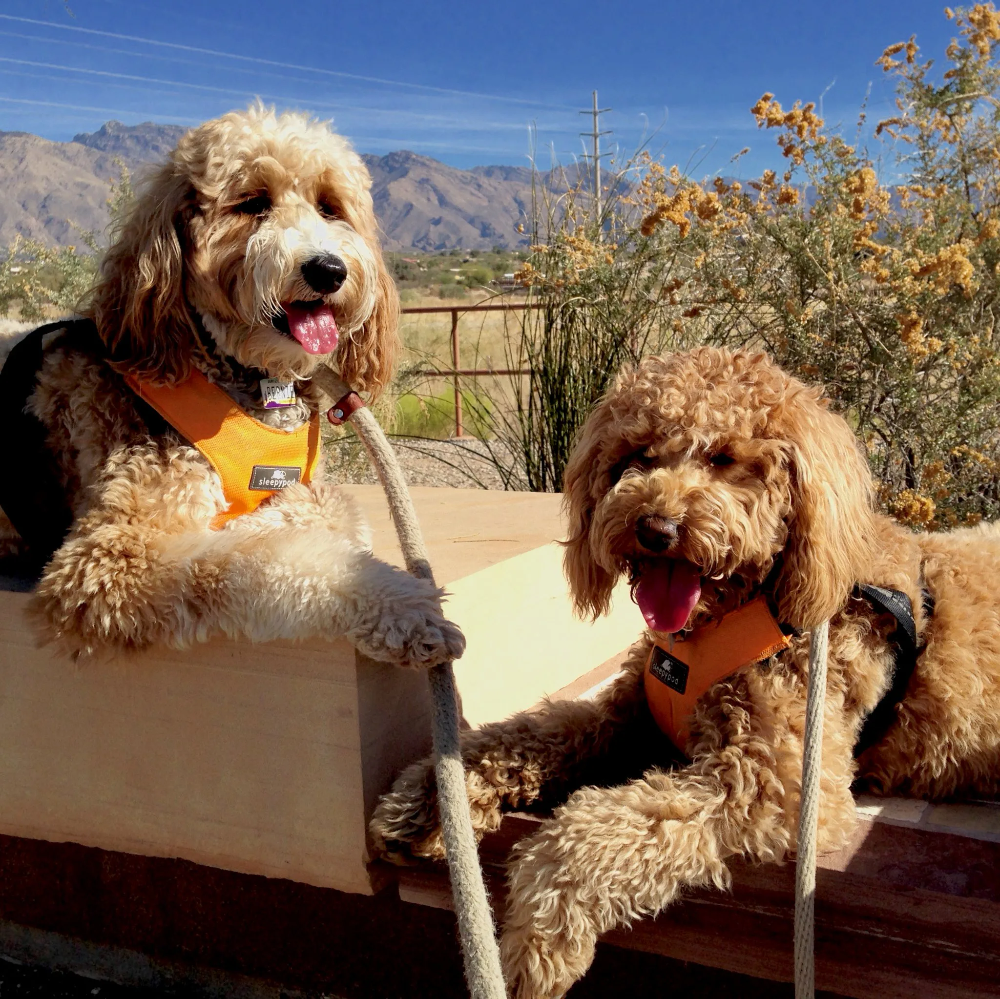 13 Group Photos Of Labradoodles That Are Literally #SquadGoals