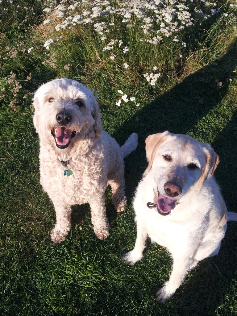 13 Group Photos Of Labradoodles That Are Literally #SquadGoals