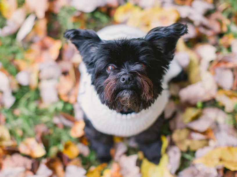 10 Pictures Of Yorkies Who Are So Cute They'll Steal Your Whole Heart