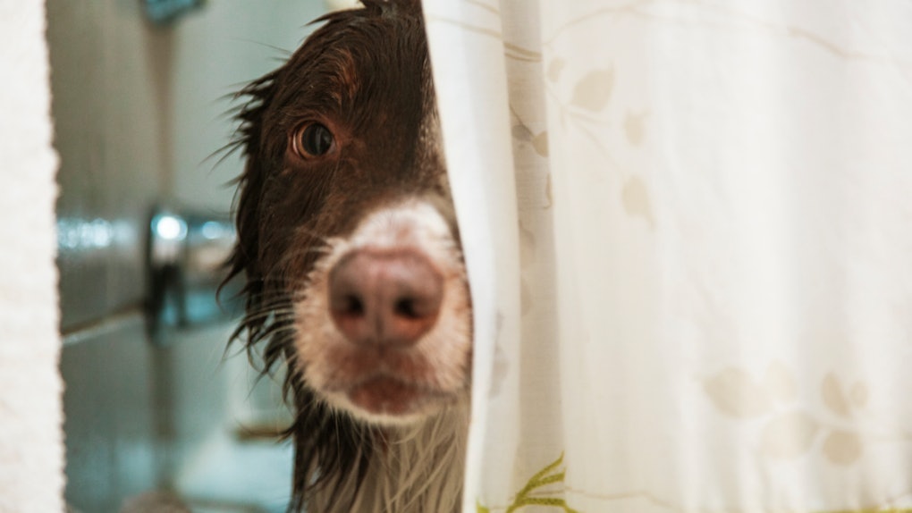 How Long Should A Shower Curtain Last Here S How To Keep