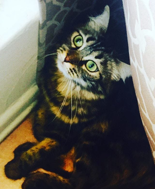 8 Things About Traveling With A Cat That All Owners Should Know