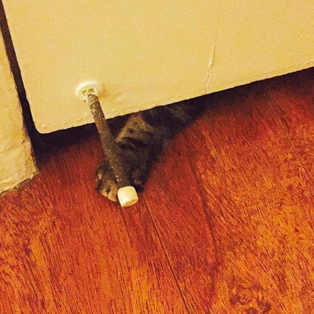 8 Things About Traveling With A Cat That All Owners Should Know